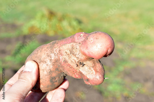 A strange potato tuber that looks like a Hippo photo