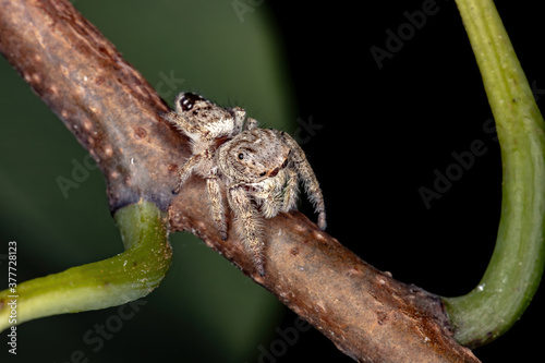 Jumping Spider of the Genus Metaphidippus photo