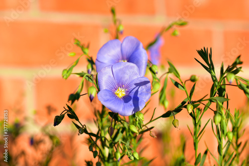 Blue flowers of field flax in the evening on the wall background photo