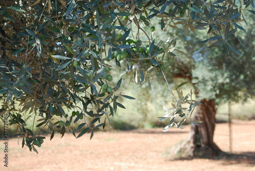 Tableau sur toile Olive Trees in Olive Orchard
