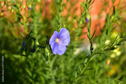 Blue flowers of field flax in the evening on the wall background photo