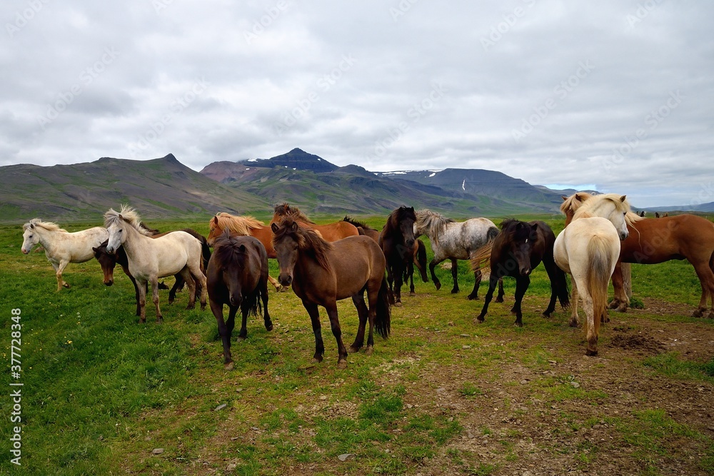 Icelandic horses in Iceland playing and loving Icelandic horses in Iceland playing and loving