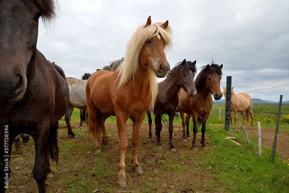Icelandic horses in Iceland playing and loving Icelandic horses in Iceland playing and loving
