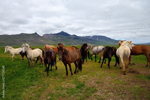 Icelandic horses in Iceland playing and loving 