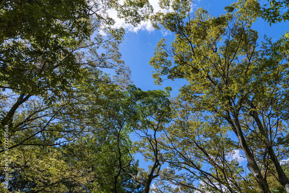 Obraz premium 樹木