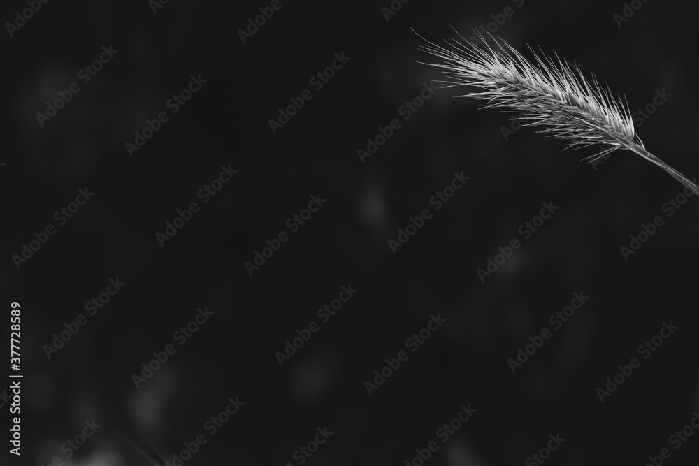 Black and white with blurred dark background and closeup of barley in right upper corner Black and white with blurred dark background and closeup of barley in right upper corner