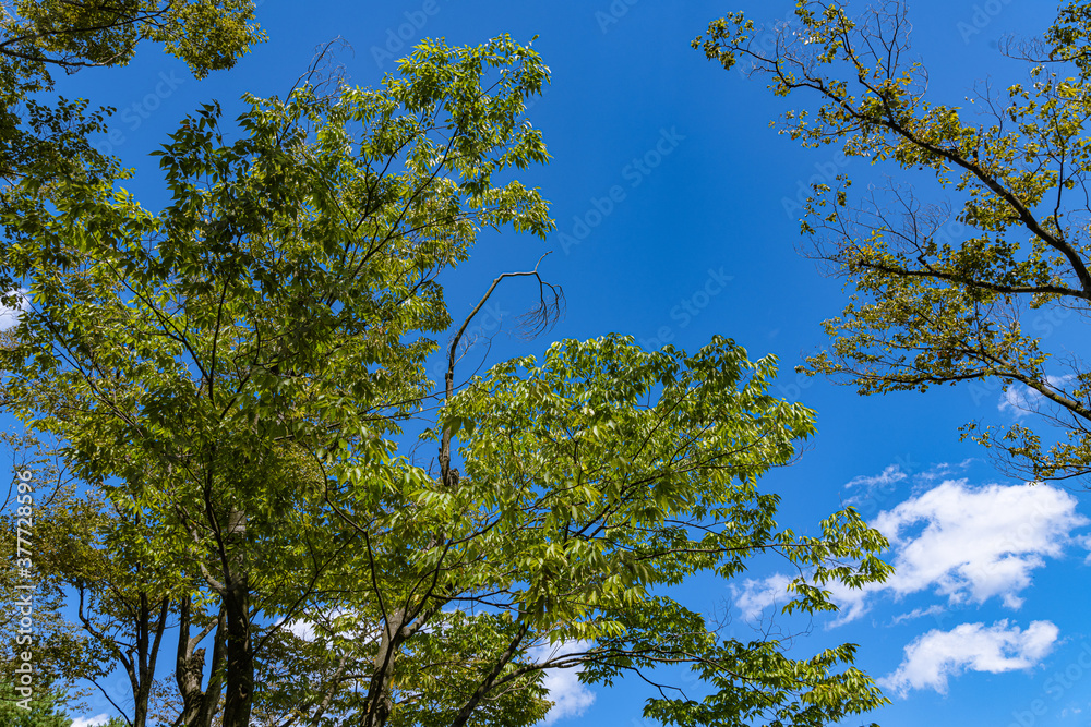 Obraz premium 樹木