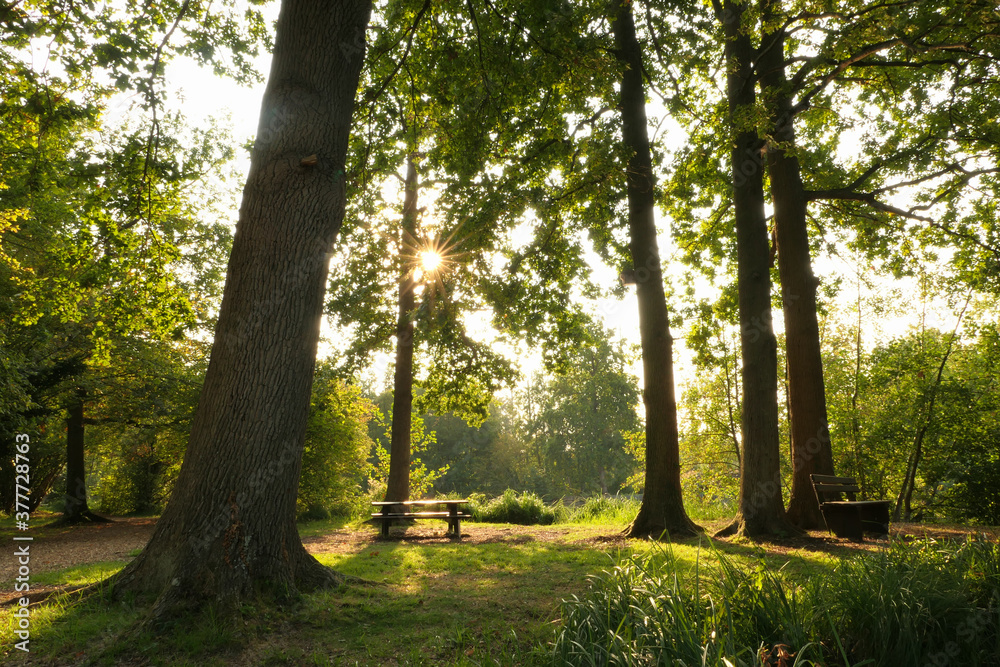 Romantic landscape in a forest. Rays of the sun through the foliage of a tree. Picnic table and bench on the grass. Romantic landscape in a forest. Rays of the sun through the foliage of a tree. Picnic table and bench on the grass.