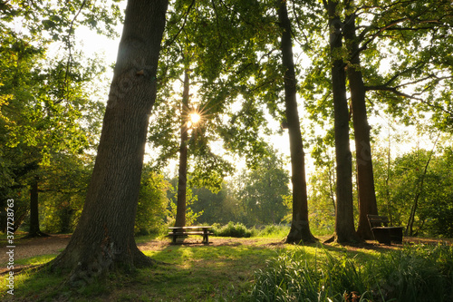 Romantic landscape in a forest. Rays of the sun through the foliage of a tree. Picnic table and bench on the grass.