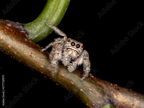 Jumping Spider of the Genus Metaphidippus photo