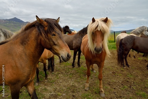 Icelandic horses in Iceland playing and loving  © Anatoli