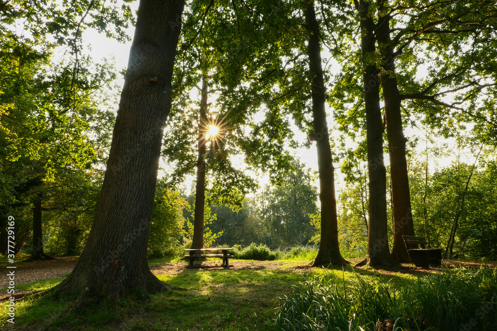 Romantic landscape in a forest. Rays of the sun through the foliage of a tree. Picnic table and bench on the grass. Romantic landscape in a forest. Rays of the sun through the foliage of a tree. Picnic table and bench on the grass.