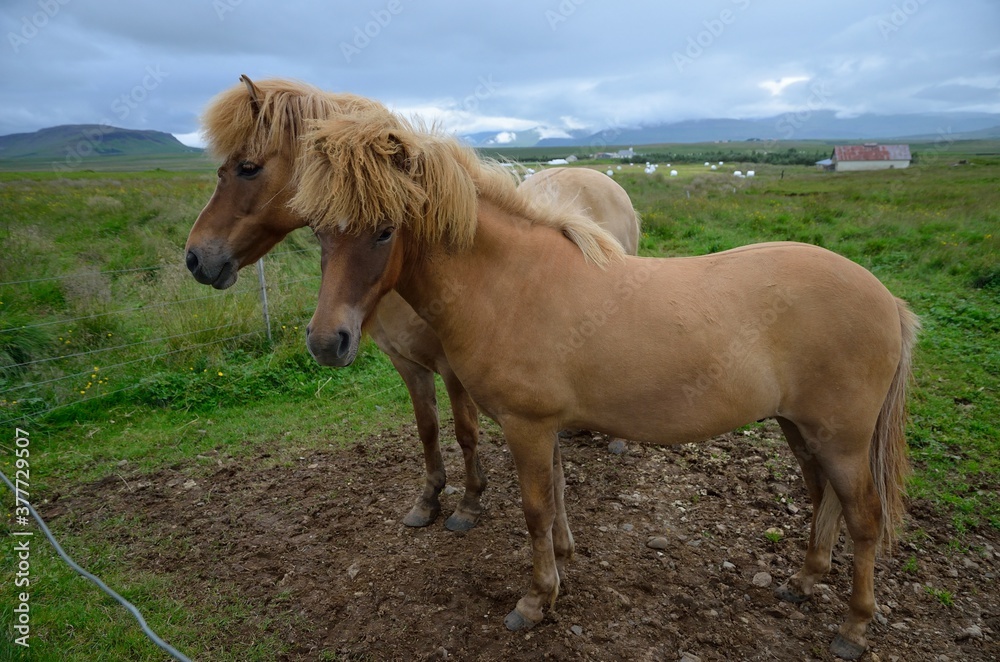 Icelandic horses in Iceland playing and loving Icelandic horses in Iceland playing and loving