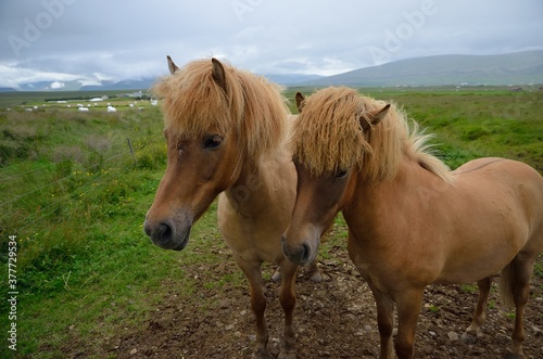 Icelandic horses in Iceland playing and loving 