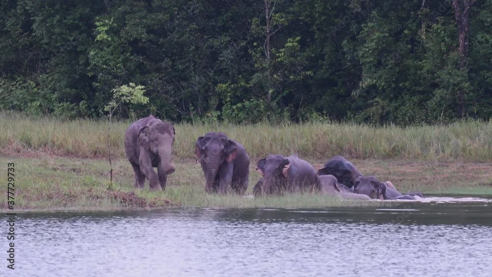 The Asiatic Elephants are Endangered and this herd is having a good time playing and bathing in a lake at Khao Yai National Park; they can be playful and protective of their young. The Asiatic Elephants are Endangered and this herd is having a good time playing and bathing in a lake at Khao Yai National Park; they can be playful and protective of their young.