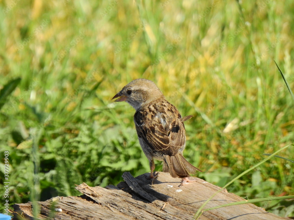 Obraz premium Moineau domestique