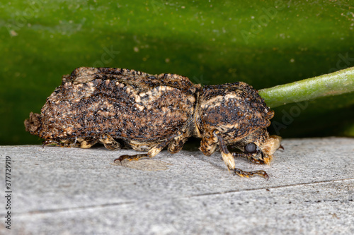 Auger Beetle of the species Lichenophanes plicatus photo