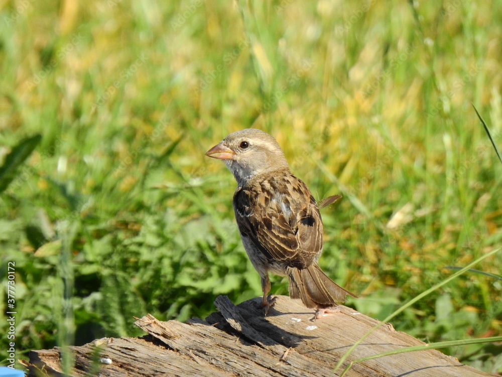 Moineau domestique Moineau domestique