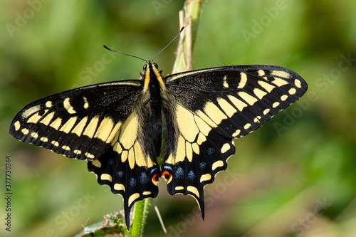 Close-up of a pale swallowtail butterfly, seen in the wild in North California