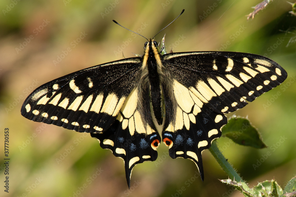 Fototapeta premium Close-up of a pale swallowtail butterfly, seen in the wild in North California