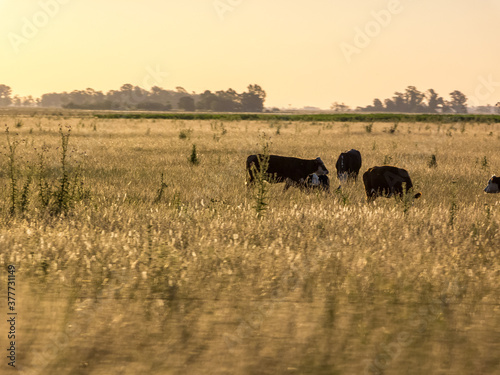 Group of cows in the countryside at golden hour