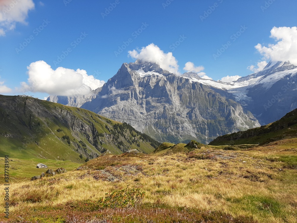 green yellow autumn hills in front of swiss alp mountains green yellow autumn hills in front of swiss alp mountains