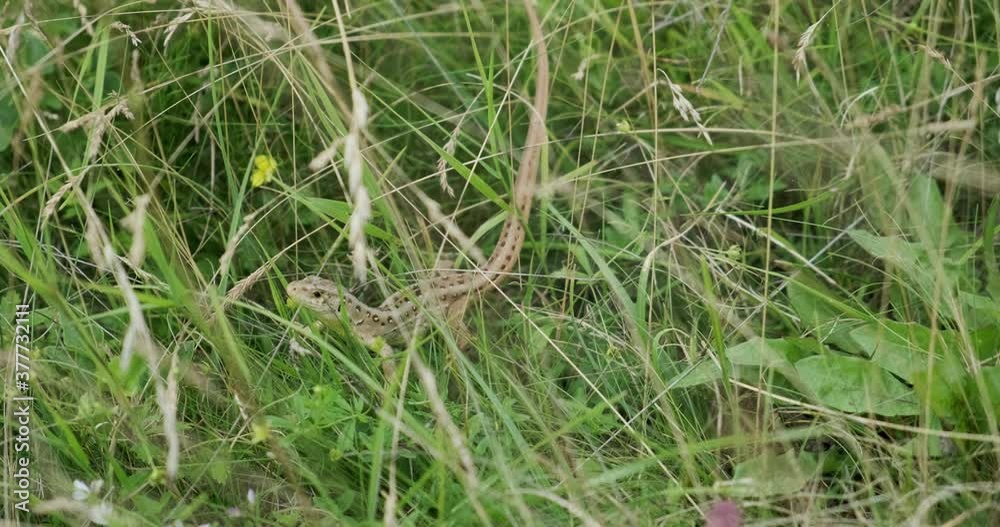 Green lizard on the grass without a tail Green lizard on the grass without a tail