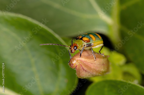 Brazilian Beetle of the species Diabrotica speciosa photo