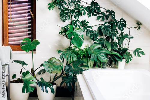 Obraz na plátne A stunning large monsera deliciosa, swiss cheese plant, in a light roomy bathroo