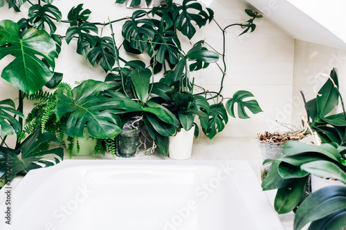 Foto A stunning large monsera deliciosa, swiss cheese plant, in a light roomy bathroo