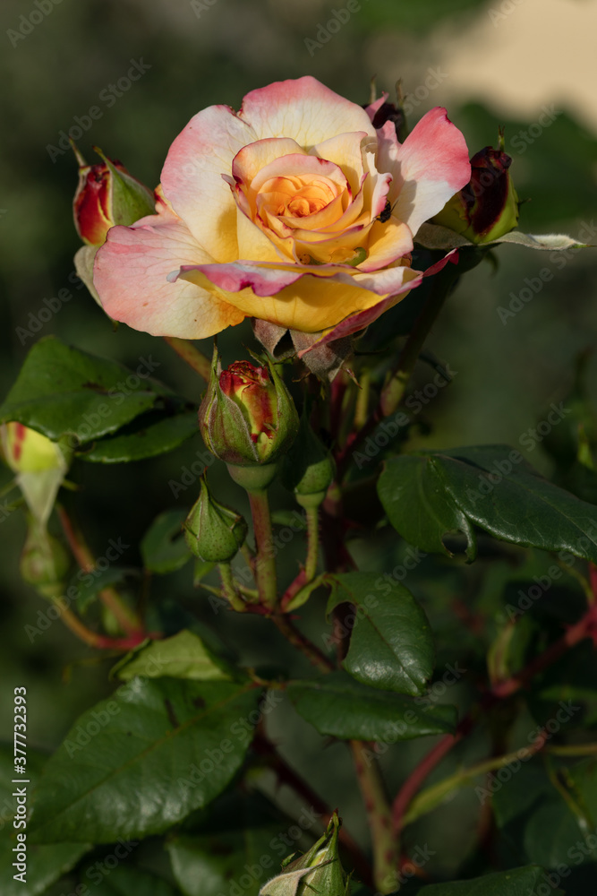 gelb rot blühende Rose

