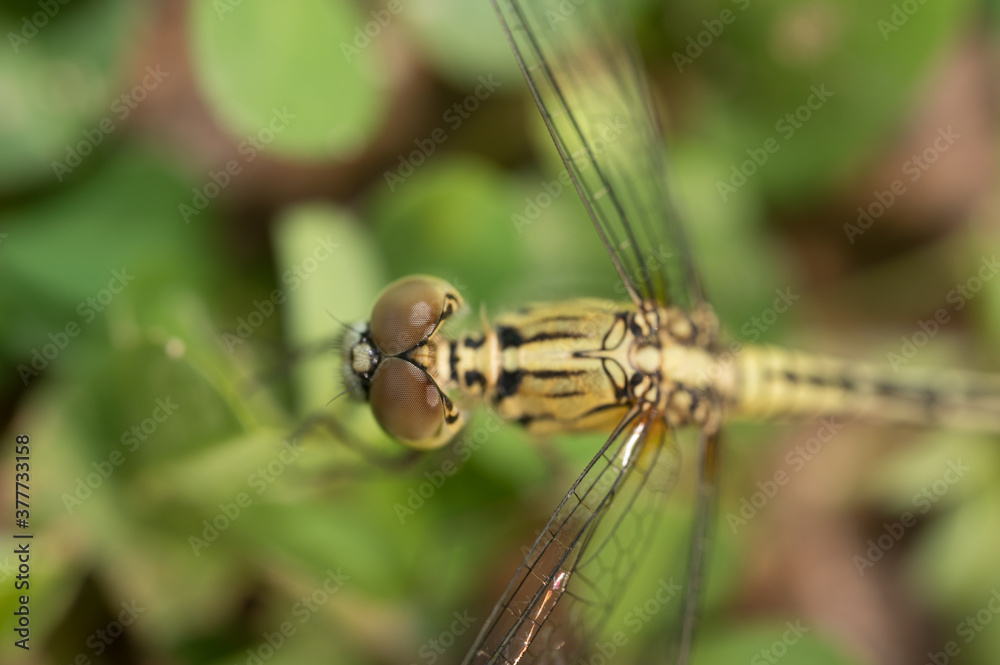 Selective focus dragonfly eye on the tree.Insect flying on green grass background.Macro shooting concept.