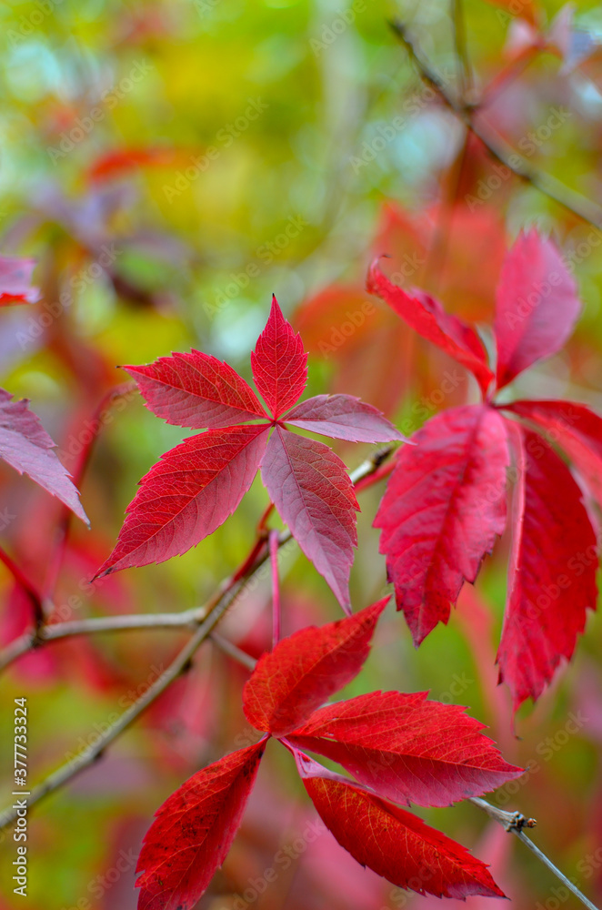 Variegated foliage on trees in autumn in the forest Variegated foliage on trees in autumn in the forest
