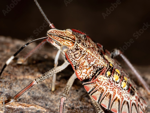 Stink Bug nymph of the Genus Chlorocoris photo