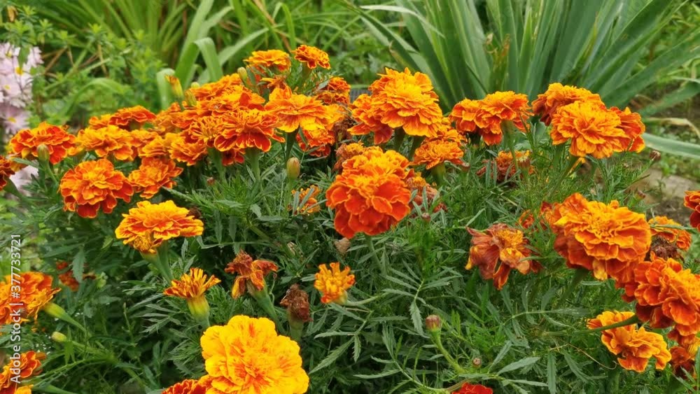orange flowers in the garden