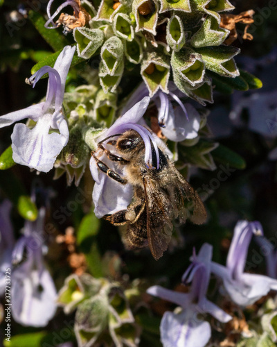 Honigbiene übersät mit Pollenstaub
