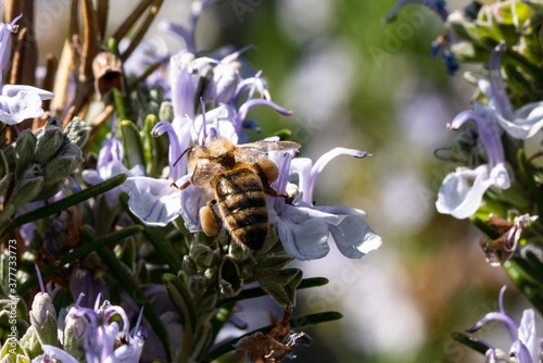 Wildbiene mit Pollenhöschen