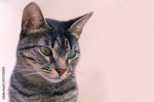 Close up portrait of a cute gray striped cat