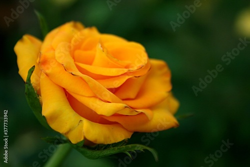 single yellow rose