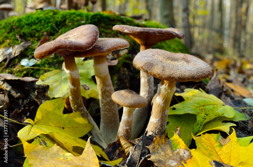 Wild forest mushrooms grow in the autumn forest © Oleksandrum