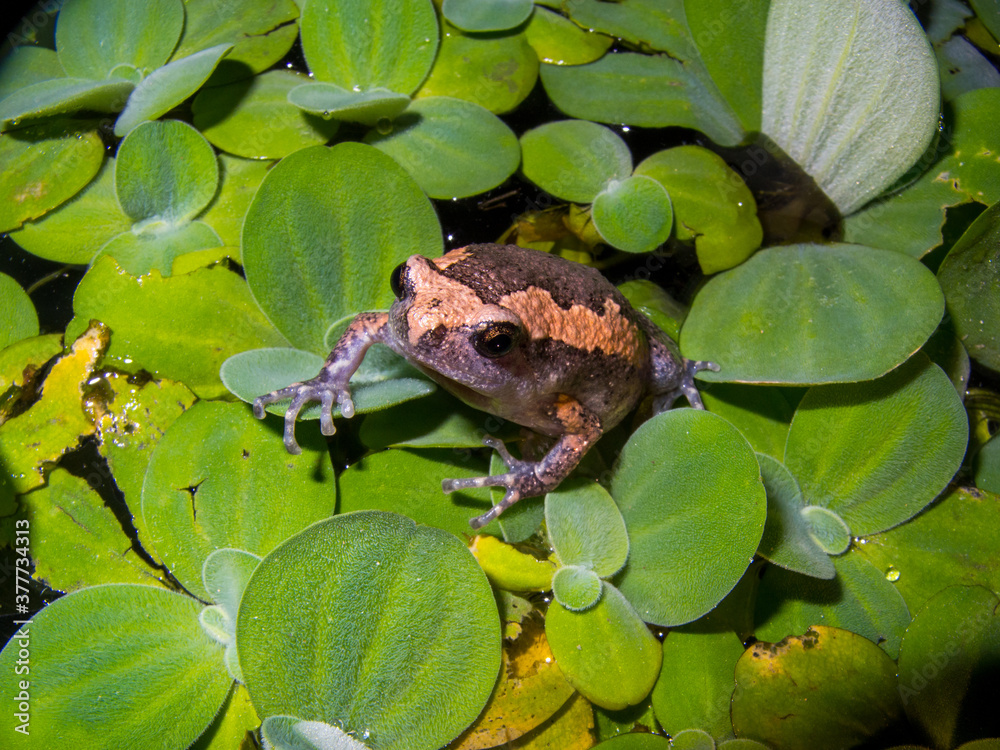 The Microhylidae, commonly known as narrow-mouthed frogs, are a geographically widespread family of frogs. The Microhylidae, commonly known as narrow-mouthed frogs, are a geographically widespread family of frogs.
