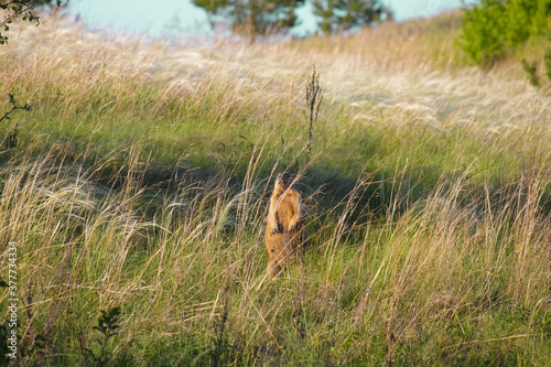 A female bobak marmot stands in the grass and looks at the camera. Steppe grass is visible in the foreground. Grass and blue sky are visible in the blurred background. © Олег Алёшин