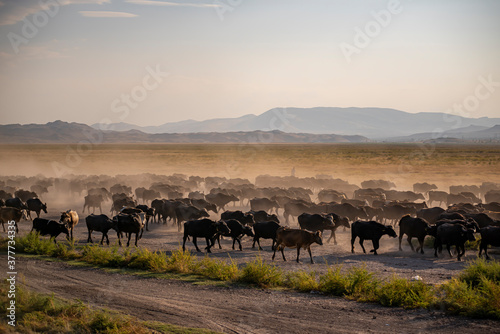 Herd of cattle and buffalo walking on dusty roads. green background and mountain © attraction art