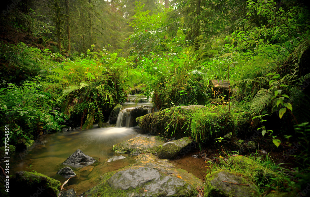 Ein kleiner Wildbach in einem Wald bei Regenwetter Ein kleiner Wildbach in einem Wald bei Regenwetter