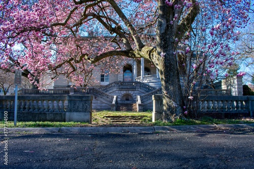 A Courtyard With a Cherry Blossom Tree Out Front at Elkins Estate