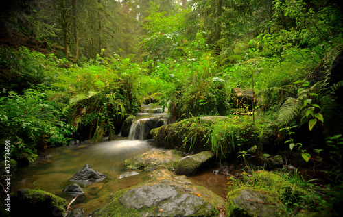Ein kleiner Wildbach in einem Wald bei Regenwetter © Fotolla