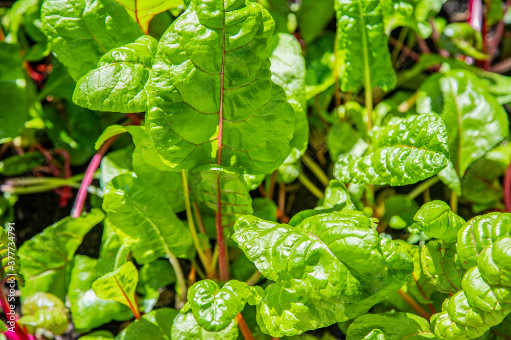 Red and yellow swiss chard leaves at organic gardens - Organic produce in the home made vegetable garden
