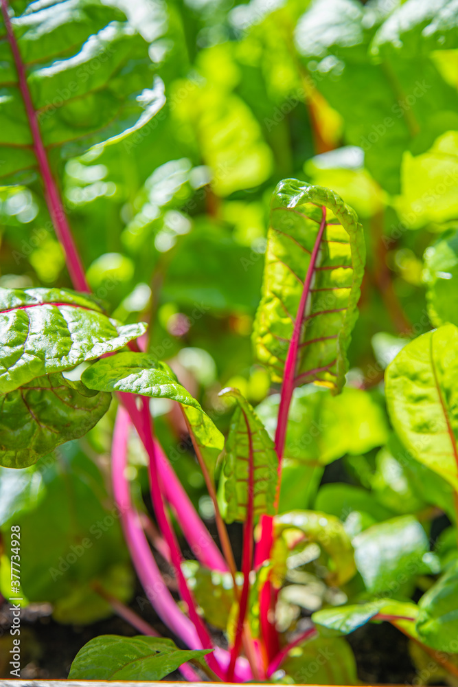 Red and yellow swiss chard leaves at organic gardens - Organic produce in the home made vegetable garden