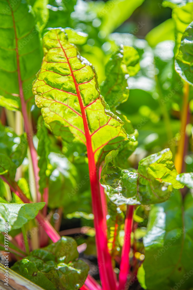 Red and yellow swiss chard leaves at organic gardens - Organic produce in the home made vegetable garden