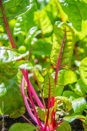 Red and yellow swiss chard leaves at organic gardens - Organic produce in the home made vegetable garden
